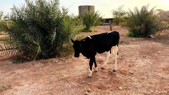 ( بقره. ) عجله هولنديه قريب لملهم 3