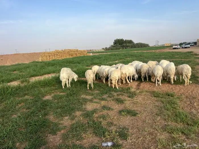 رخال جذعات دفيع 2