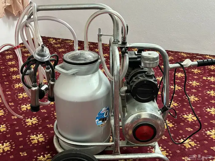 حلابة بقر 3