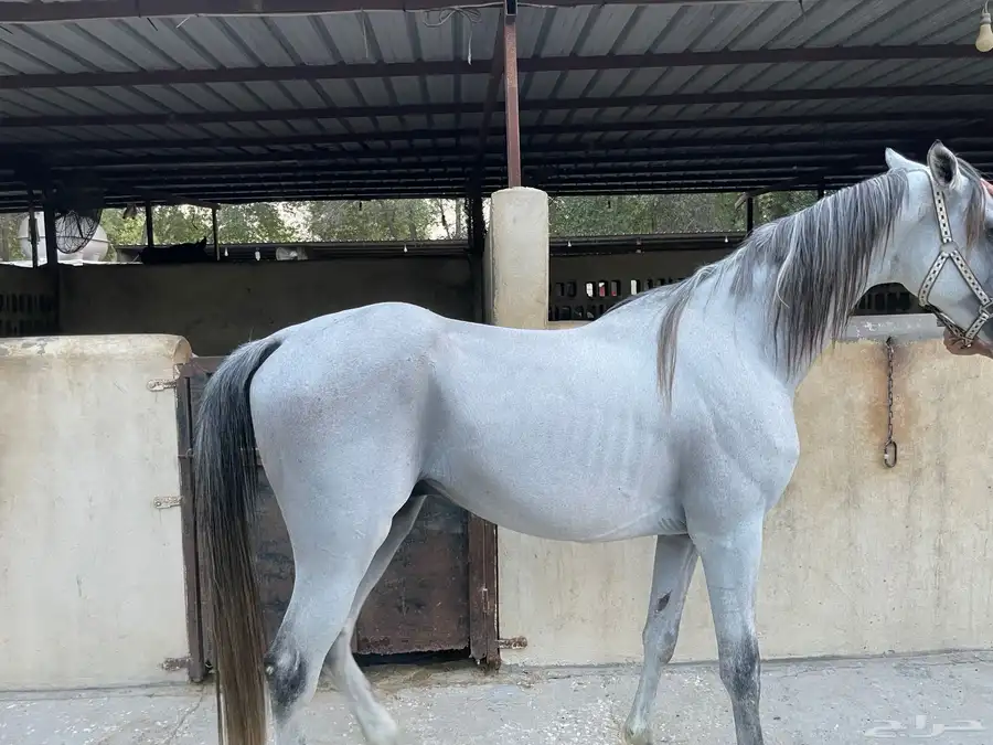 حصان فرنسي 2