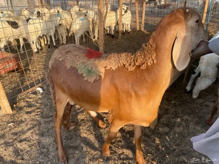 طليان سواكني مرابي مناسبات 2