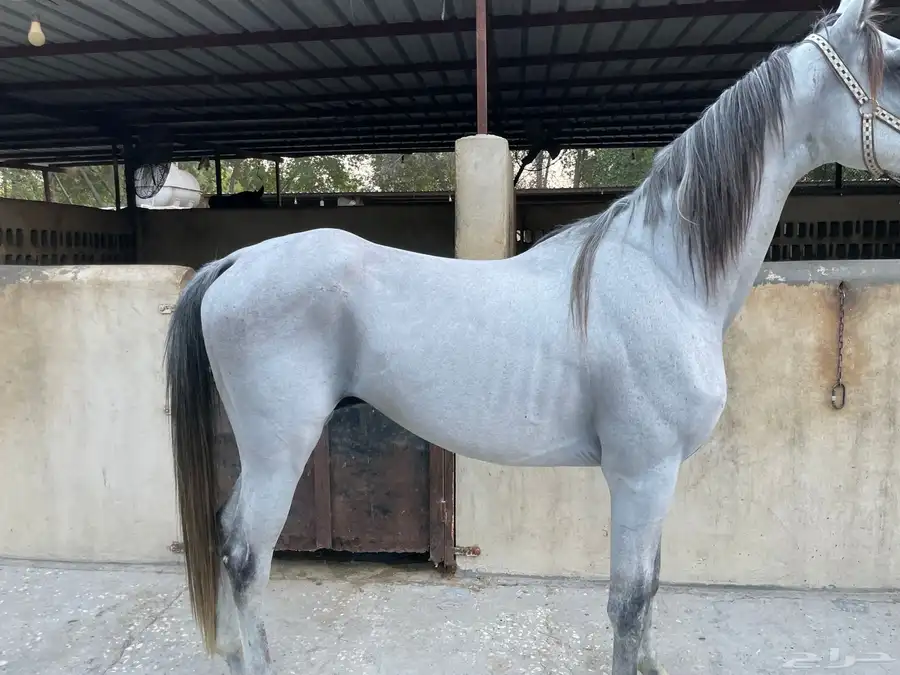 حصان فرنسي 0