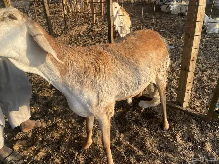 طليان سواكني مرابي مناسبات 3