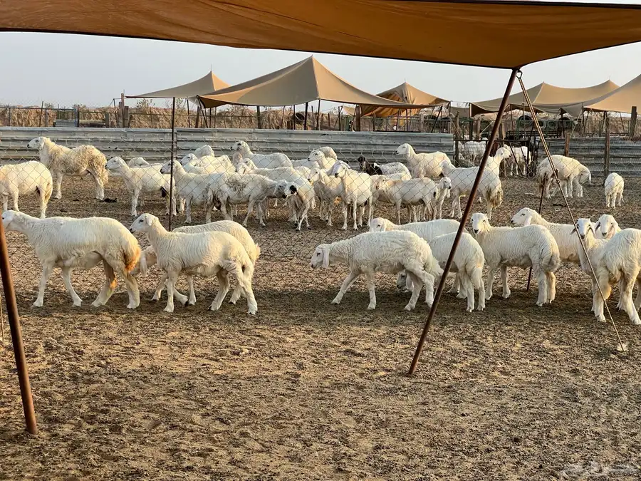 ذبائح 2