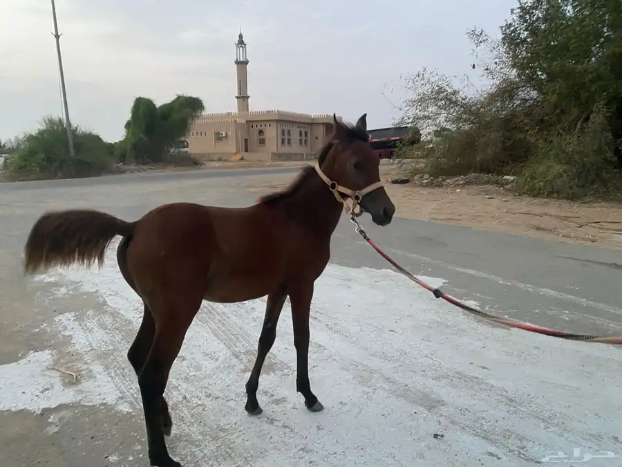 مهر عمره خمسة شهور 0