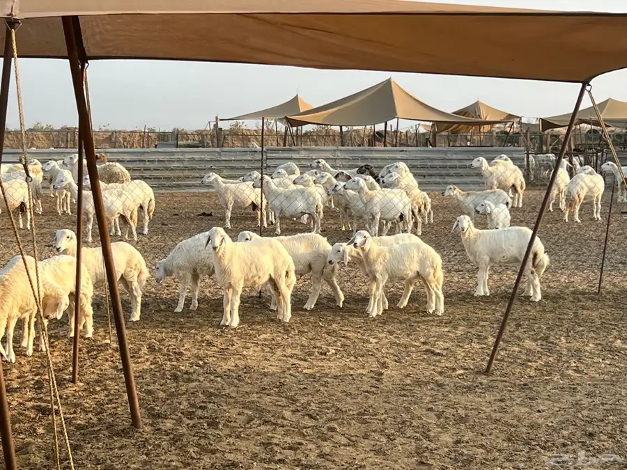 ذبائح 1