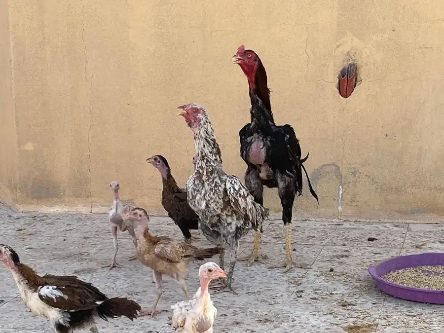 دجاج ووحمام باكستاني 1