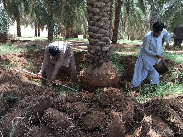 توفر عمالة مدربة لأعمال النخيل 5