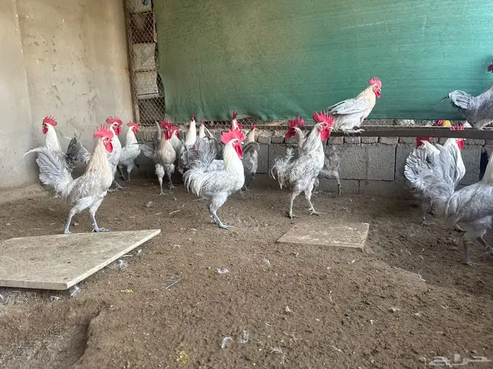 ديوك فيومي اليمنوم 0