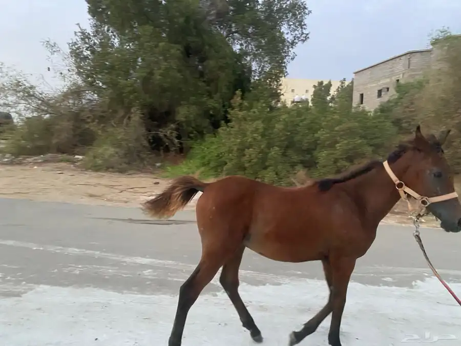 مهر عمره خمسة شهور 2
