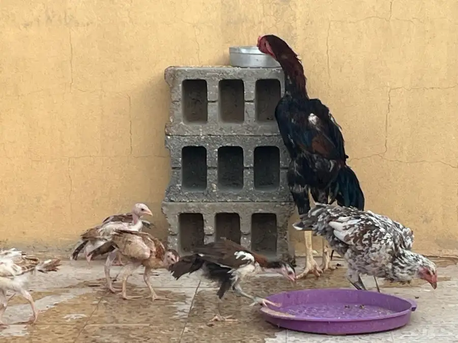 دجاج ووحمام باكستاني 2