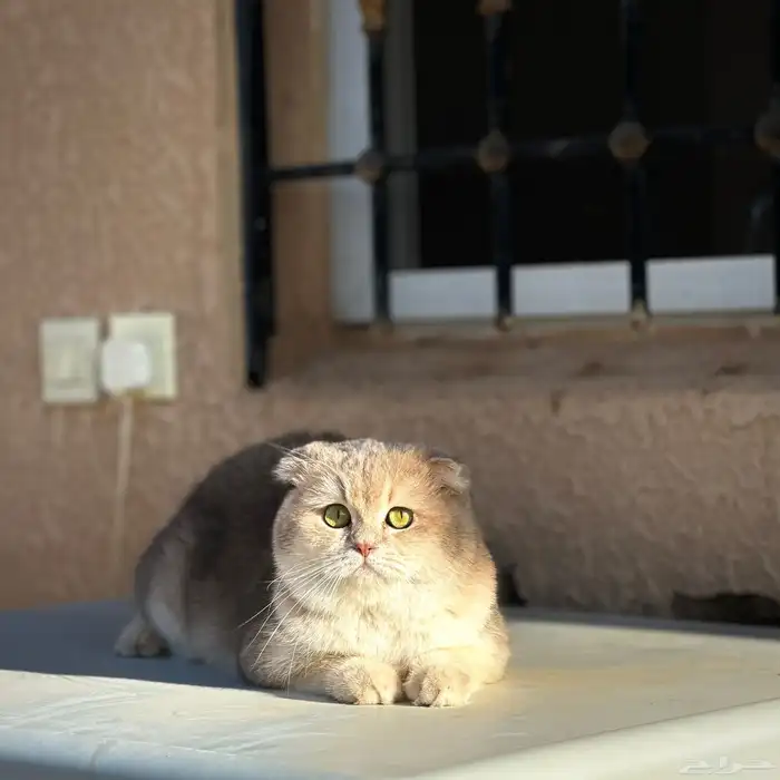 فندقة سكوتش فولد مستوى قوي جدا 13