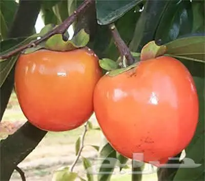 مزارع خبرة بالزراعة 12