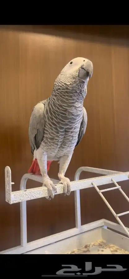 ببغاء كاسكو للبيع 0