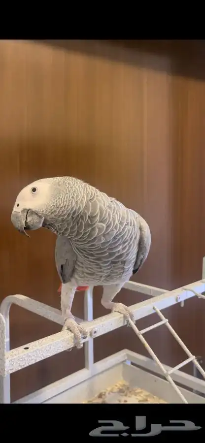 ببغاء كاسكو للبيع 1