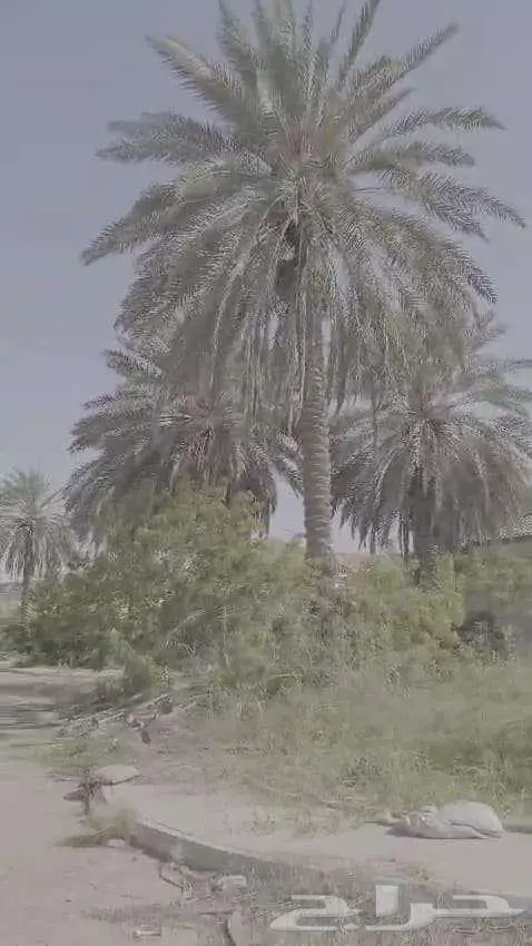 نخل للبيع 2
