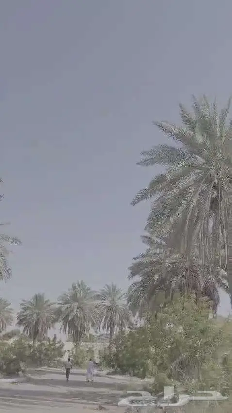 نخل للبيع 1