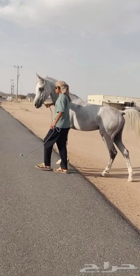 حصان شعبي 2