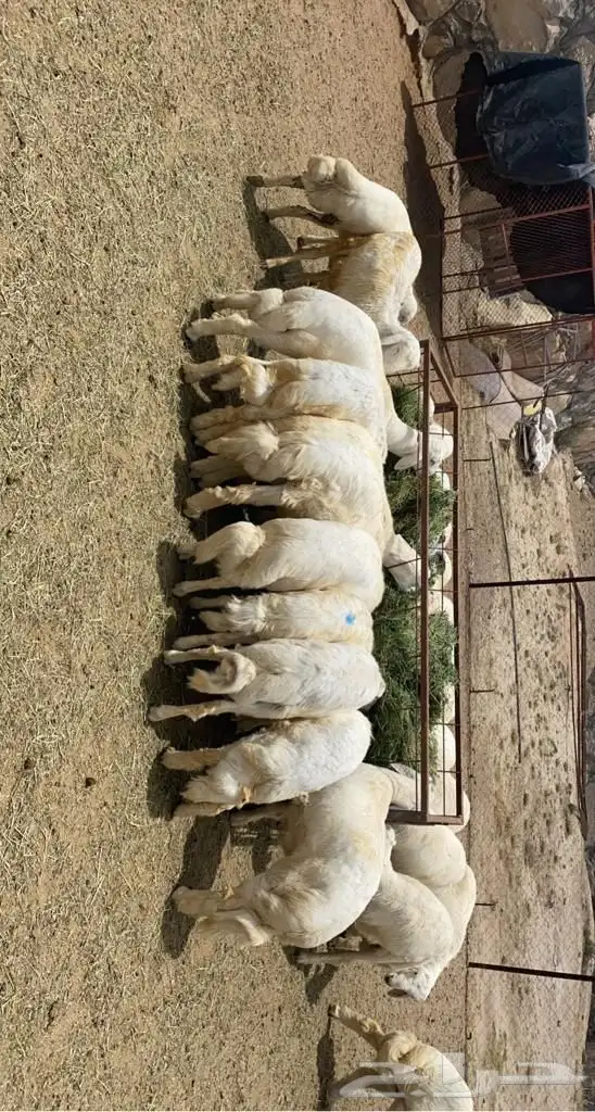 ذبايح مع خدمة الذبح والتوصيل 1