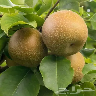 مزارع خبرة بالزراعة 11