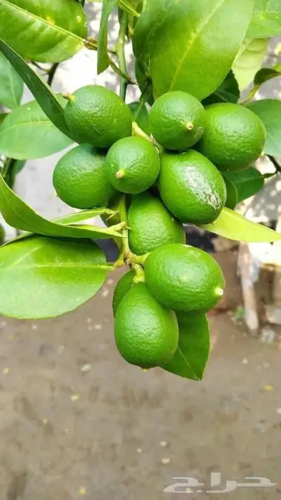 مزارع خبرة بالزراعة 13