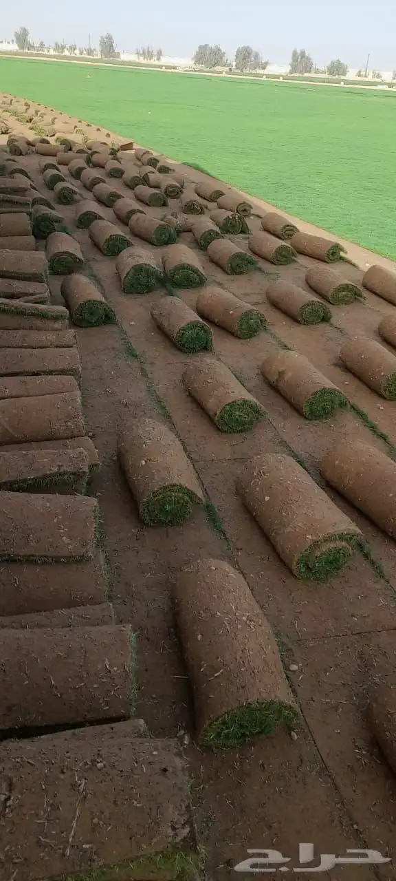 عشب طبيعي صافي 0