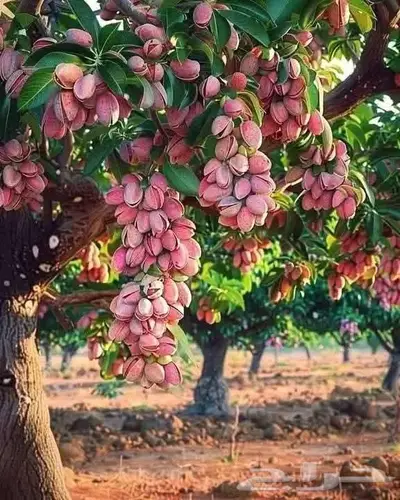 مزارع خبرة بالزراعة 21