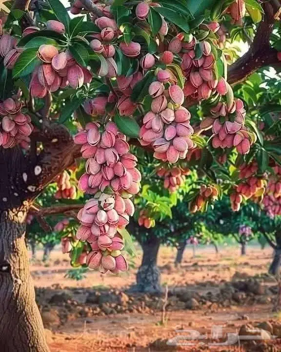 مزارع خبرة بالزراعة 21