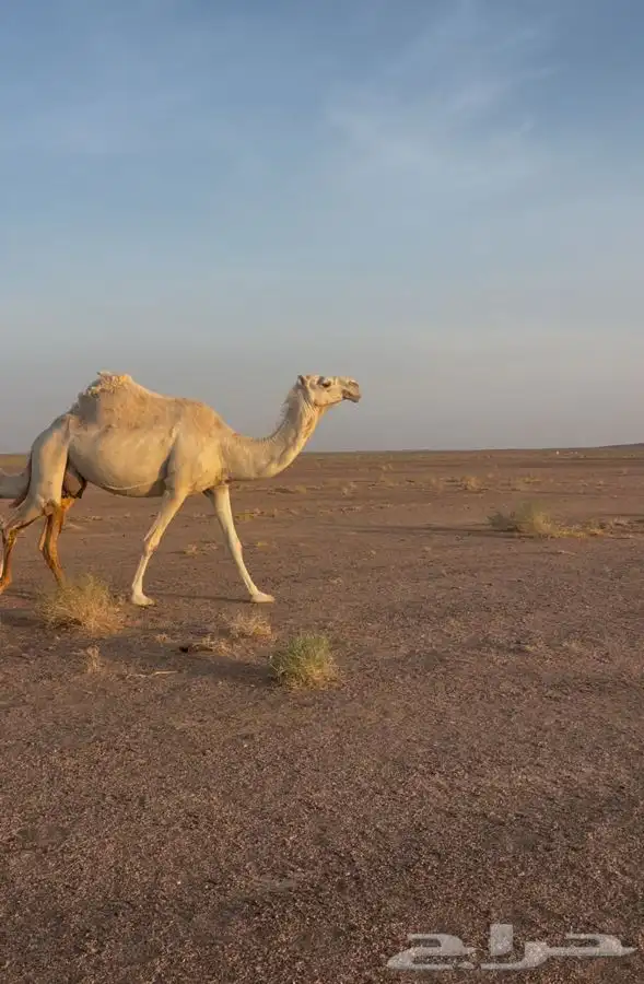 للبيع السن نصوف تحتها بكره عليانيه طبع وهداوه وحليب 2