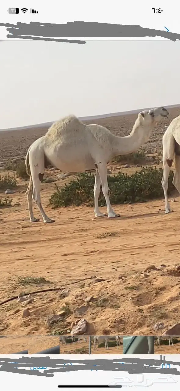 ضريبه للبيع نقبل بالبدل 0