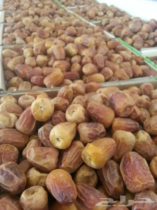 توفر عمالة مدربة لأعمال النخيل 2