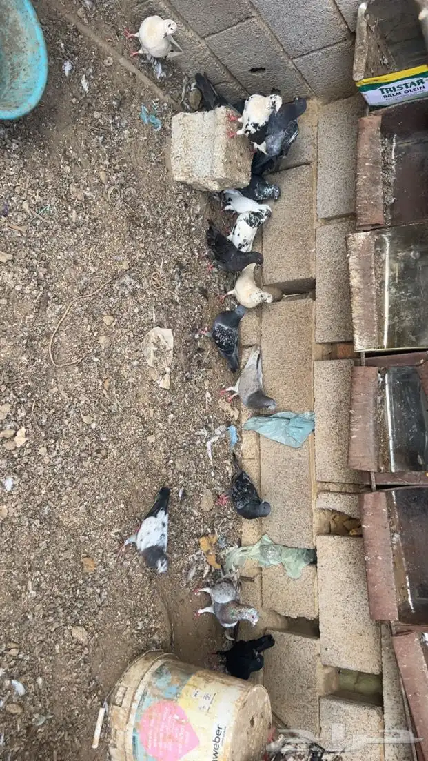 حمام للبيع 1