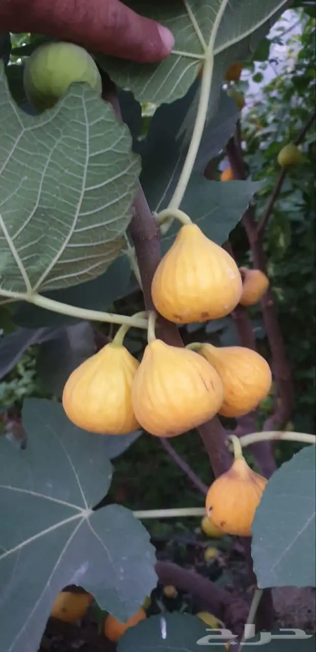 مزارع خبرة بالزراعة 1