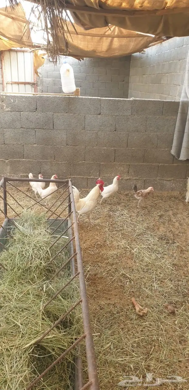 دجاج للبيع اسود وابيض اطقم 4