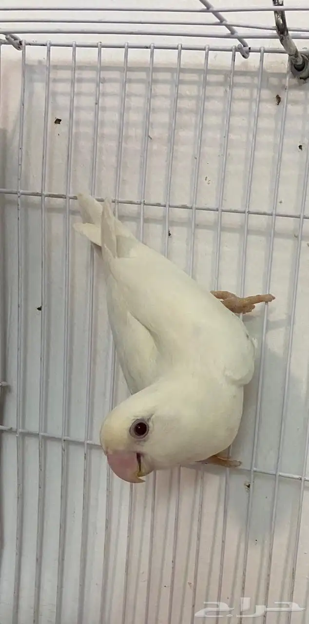طيور 0