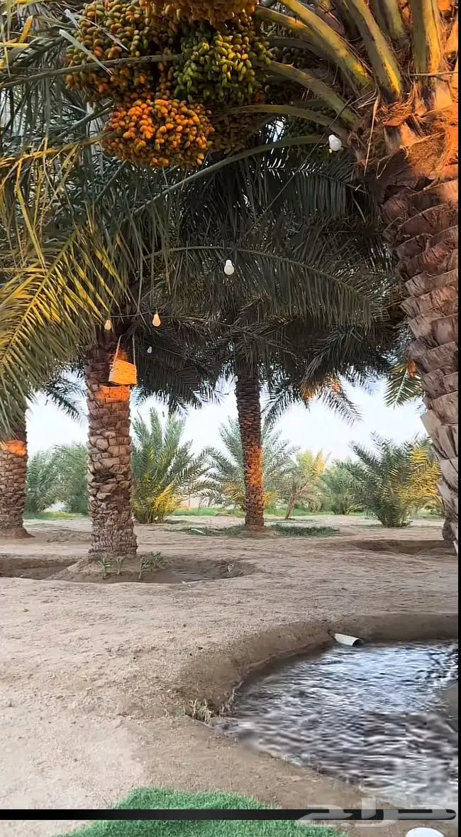 رطب اخلاص وادي فاخر خراف يومي ويوجد كميات ويوجد توصيل 0