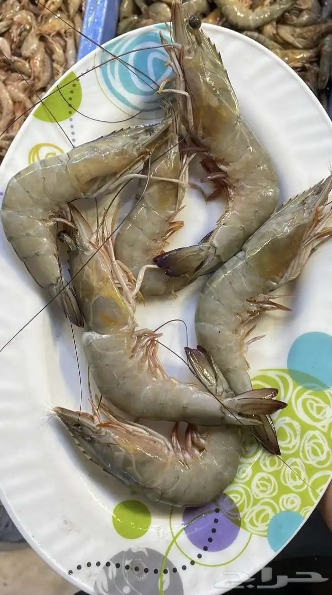 للبيع سمك وروبيان 25