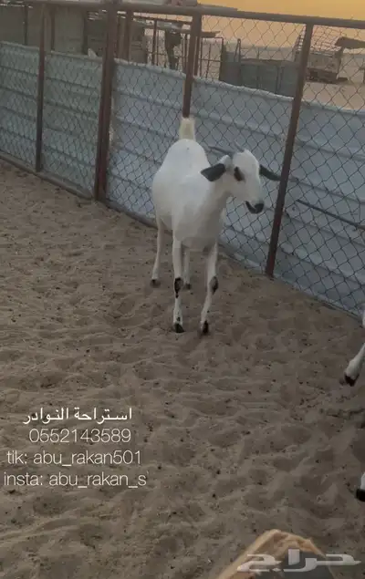 عنز بيشيه كحلا 2