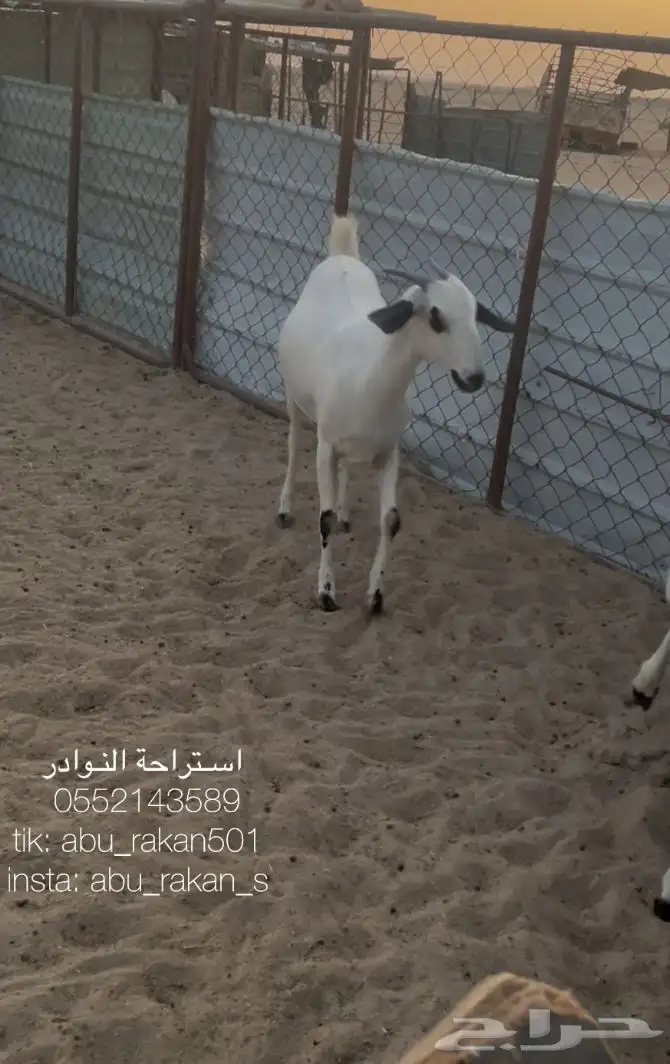 عنز بيشيه كحلا 2