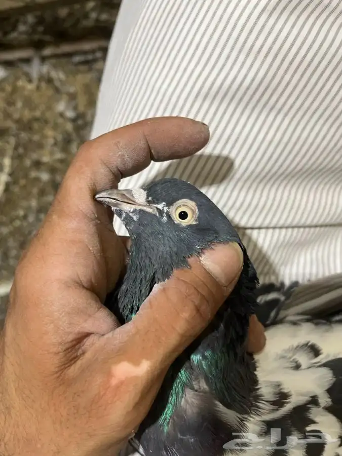 دجاج ووحمام باكستاني 6