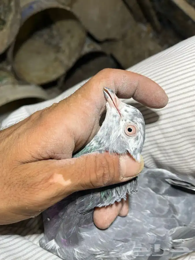 دجاج ووحمام باكستاني 9