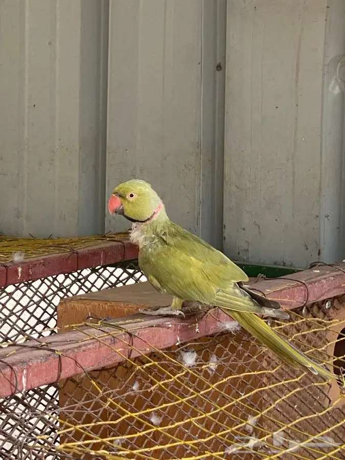 ذكر دره هولندي منتج 0