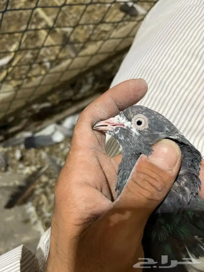 دجاج ووحمام باكستاني 7