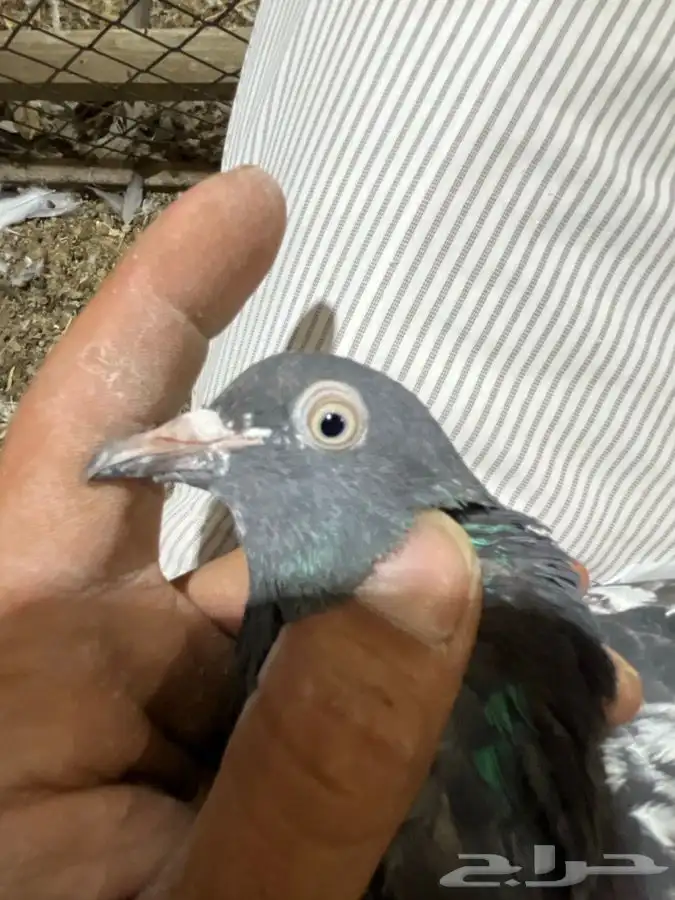 دجاج ووحمام باكستاني 5
