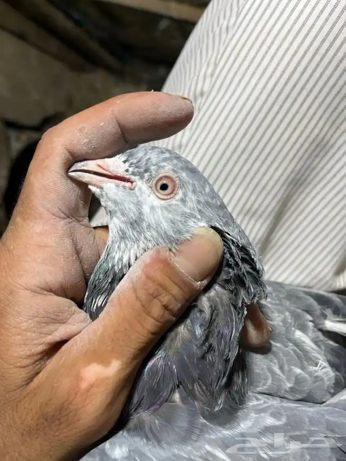 دجاج ووحمام باكستاني 10