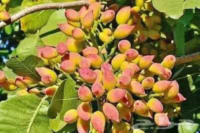 مزارع خبرة بالزراعة 20