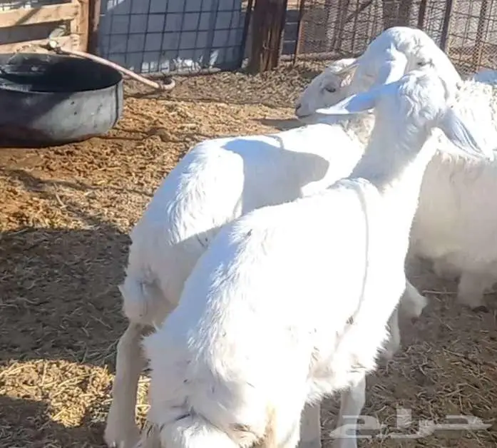 ( تم البيع ) طليان ورخال 4 رؤس طيبه 26