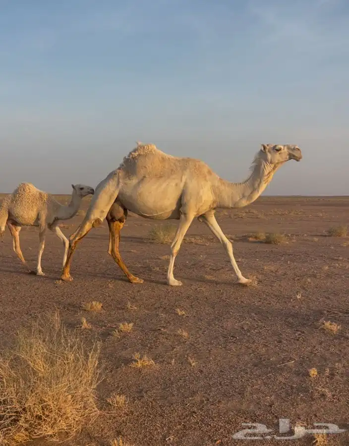 للبيع السن نصوف تحتها بكره عليانيه طبع وهداوه وحليب 0