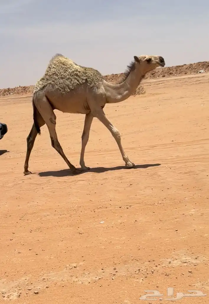 خلفه شقحا 0