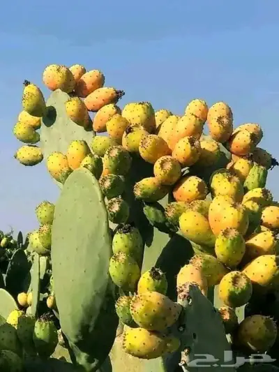مزارع خبرة بالزراعة 2